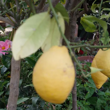 Meraviglia In Riva Al Mare